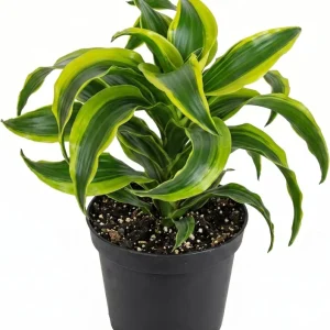 Curly Dracaena Lemon Live Plant - 4 inch Pot Houseplant with Twisted Yellow-Green Foliage - Image 1