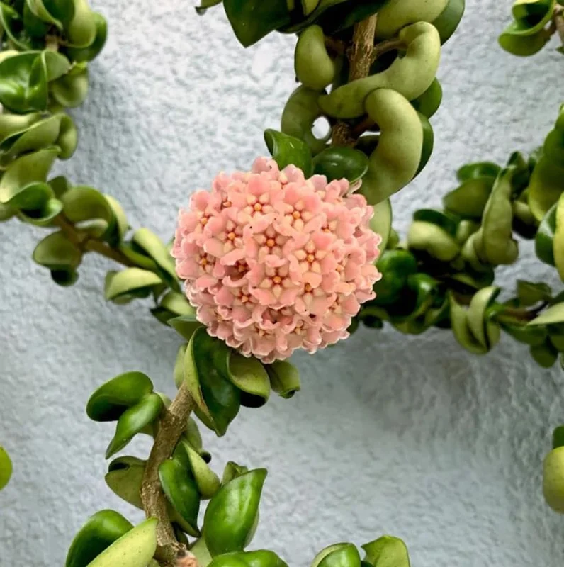 Curly Hoya Live Plant - Twisted Rope Hoya, Pink White Star Flowers, 4" Pot Indoor - Image 2
