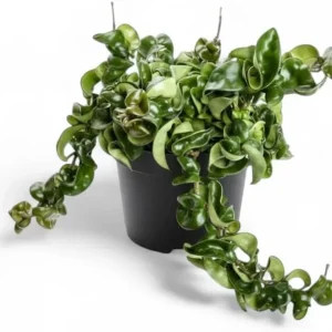 Curly Hoya Live Plant - Twisted Rope Hoya, Pink White Star Flowers, 4