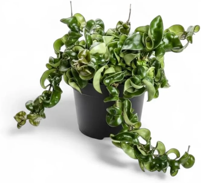 Curly Hoya Live Plant - Twisted Rope Hoya, Pink White Star Flowers, 4" Pot Indoor - Image 3