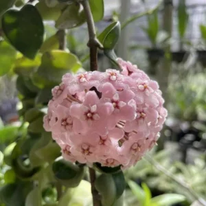 Curly Hoya Live Plant - Twisted Rope Hoya, Pink White Star Flowers, 4