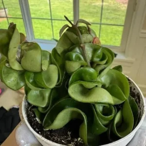 Curly Hoya Live Plant - Twisted Rope Hoya, Pink White Star Flowers, 4
