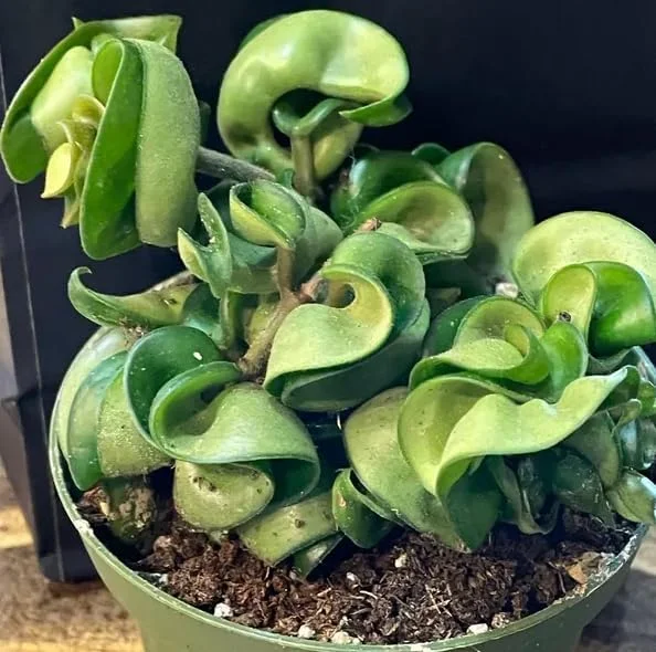 Curly Hoya Live Plant - Twisted Rope Hoya, Pink White Star Flowers, 4" Pot Indoor - Image 7