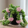 Curly Hoya Live Plant - Twisted Rope Hoya, Pink White Star Flowers, 4" Pot Indoor - Image 1