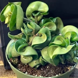 Curly Hoya Live Plant - Twisted Rope Hoya Waxflower Vine - 4