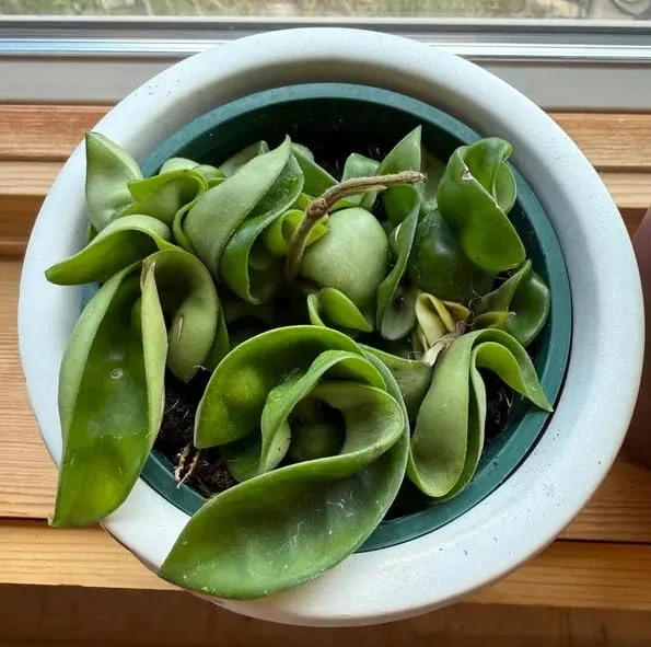 Curly Hoya Live Plant - Twisted Rope Hoya Waxflower Vine - 4" Pot Indoor Houseplant - Image 4