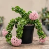 Curly Hoya Live Plant - Twisted Rope Hoya Waxflower Vine - 4" Pot Indoor Houseplant - Image 1