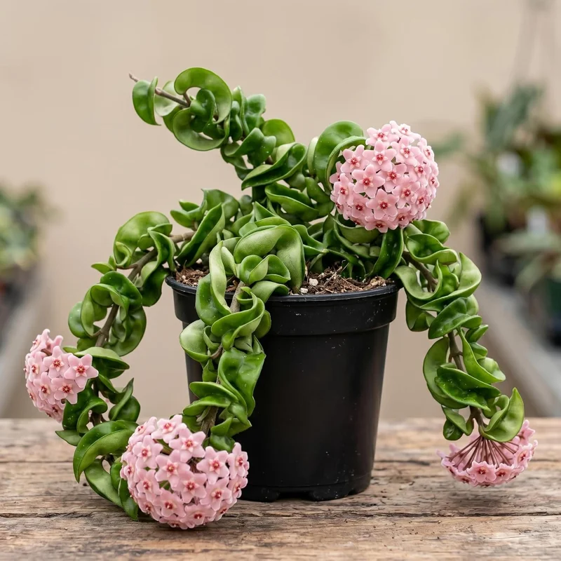 Curly Hoya Live Plant - Twisted Rope Hoya Waxflower Vine - 4" Pot Indoor Houseplant - Image 1