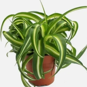 Curly Spider Plant Live Houseplant – Air Purifying Indoor Plant – 4 inch Pot - Image 3
