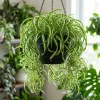 Curly Spider Plant Live Houseplant – Air Purifying Indoor Plant – 4 inch Pot - Image 1