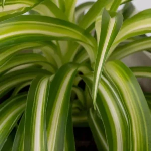 Curly Spider Plant Live Houseplant - Chlorophytum Indoor Plant 2