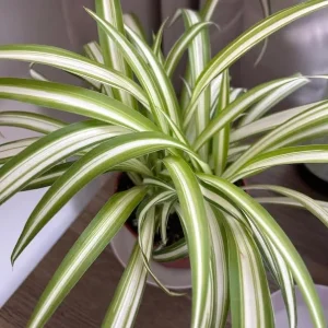 Curly Spider Plant Live Houseplant - Chlorophytum Indoor Plant 2