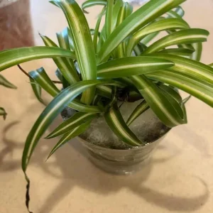 Curly Spider Plant Live Houseplant - Chlorophytum Indoor Plant 2