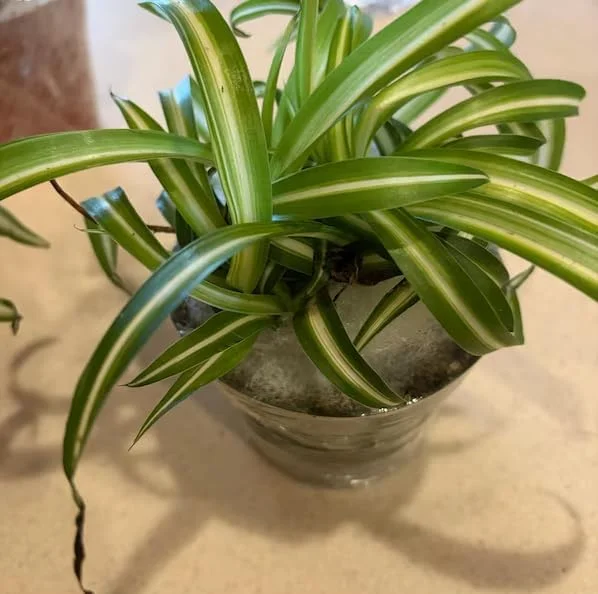 Curly Spider Plant Live Houseplant - Chlorophytum Indoor Plant 2" Pot - Image 4