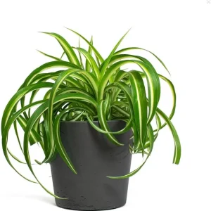 Curly Spider Plant Live Houseplant - Chlorophytum Indoor Plant 2