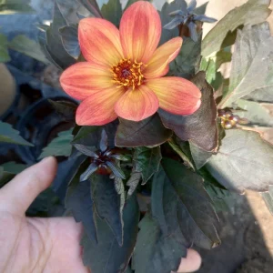 Dahlia Dahlegria Sunrise Live Plant – 6 Inch Pot – Outdoor Flower - Image 2