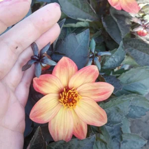 Dahlia Dahlegria Sunrise Live Plant – 6 Inch Pot – Outdoor Flower - Image 4