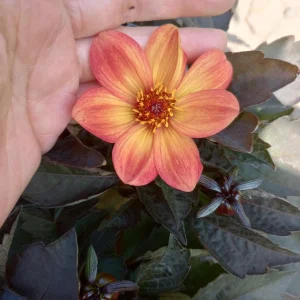 Dahlia Dahlegria Sunrise Live Plant – 6 Inch Pot – Outdoor Flower - Image 1