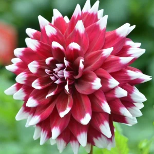 Dahlia Duet Live Flower Plant Bulb Tuber - Red/White, Large 7-9" Blooms, Perennial - Image 2