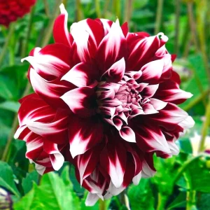 Dahlia Duet Live Flower Plant Bulb Tuber - Red/White, Large 7-9" Blooms, Perennial - Image 1