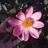 Dahlia Live Plant – 6 Inch Pot – Colorful Garden Flower - Image 1