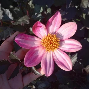 Dahlia Live Plant – 6 Inch Pot – Colorful Garden Flower - Image 1