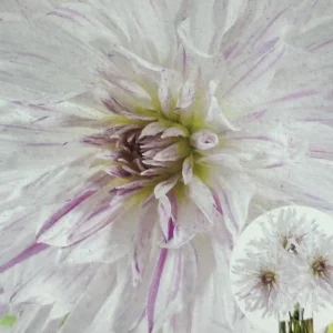 Dahlia MOM'S SPECIAL 1 Live Flower Plant Bulb Tubers WHITE PURPLE SPLASHES - Image 1