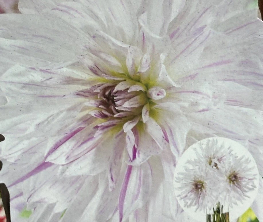 Dahlia MOM'S SPECIAL 1 Live Flower Plant Bulb Tubers WHITE PURPLE SPLASHES - Image 1