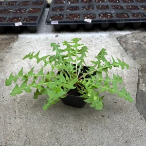 Dandelion Live Plants - Two Plants in One 4-inch Pot - Edible & Medicinal - Image 2