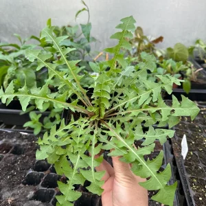 Dandelion Live Plants - Two Plants in One 4-inch Pot - Edible & Medicinal - Image 3