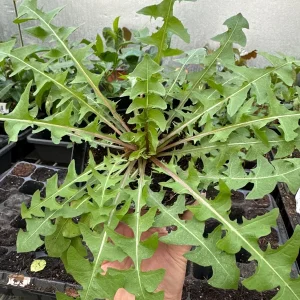 Dandelion Live Plants - Two Plants in One 4-inch Pot - Edible & Medicinal - Image 1