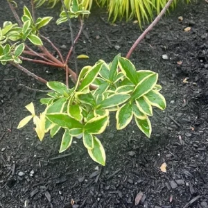 Daphne Odora Variegated Fragrant Pink Live Plant Cutting - 6 inch, Outdoor - Image 4