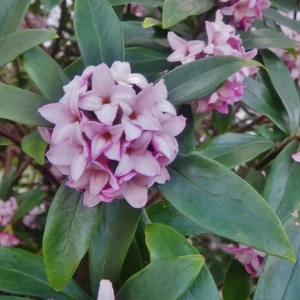 Daphne Odora Variegated Fragrant Pink Live Plant Cutting - 6 inch, Outdoor - Image 1