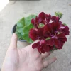 Dark Burgundy Ivy Geranium Live Plant – 1 Gallon Pot – Outdoor - Image 1