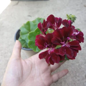 Dark Burgundy Ivy Geranium Live Plant – 1 Gallon Pot – Outdoor - Image 1