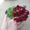 Dark Burgundy Ivy Geranium Live Plant – 6 Inch Pot – Potted Houseplant - Image 1