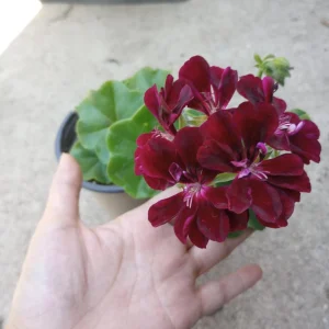 Dark Burgundy Ivy Geranium Live Plant – 6 Inch Pot – Potted Houseplant - Image 1