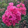 Dark Pink Crepe Myrtle Live Plant Cuttings - 7 Pack - 6 inch Lagerstroemia Indica Outdoor - Image 1