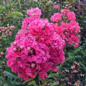 Dark Pink Crepe Myrtle Live Plant Cuttings - 7 Pack - 6 inch Lagerstroemia Indica Outdoor - Image 1
