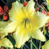 Daylily Big Time Happy Live Plant - Yellow Reblooming Flower Root Perennial - Image 1