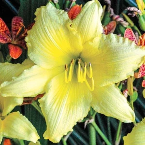 Daylily Big Time Happy Live Plant - Yellow Reblooming Flower Root Perennial - Image 1
