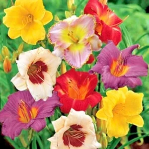 Daylily ONCE UPON A TIME MIX 3 Live Plant Roots Reblooming Perennial Flower - Image 2
