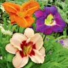Daylily ONCE UPON A TIME MIX 3 Live Plant Roots Reblooming Perennial Flower - Image 1