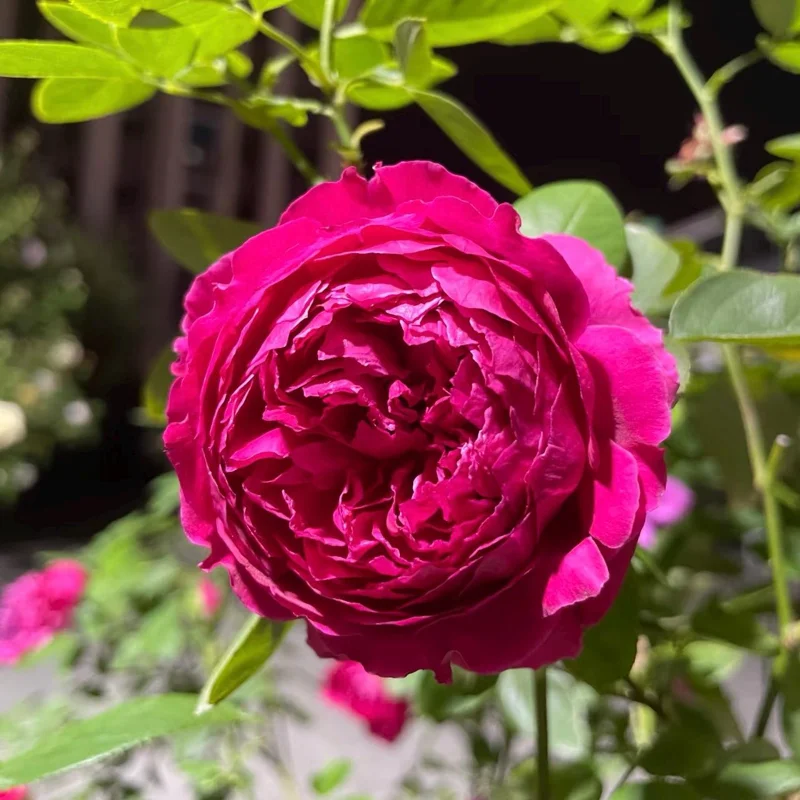 Deep Impression Rose Live Plant - Red & Pink Striped Flowers, 80 cm Tall, Repeat Blooming - Image 2