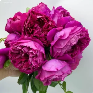 Deep Impression Rose Live Plant - Red & Pink Striped Flowers, 80 cm Tall, Repeat Blooming - Image 3