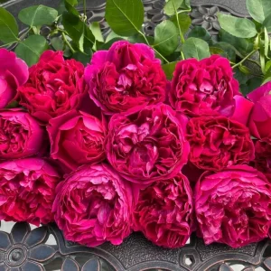 Deep Impression Rose Live Plant - Red & Pink Striped Flowers, 80 cm Tall, Repeat Blooming - Image 4