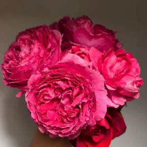 Deep Impression Rose Live Plant - Red & Pink Striped Flowers, 80 cm Tall, Repeat Blooming - Image 5