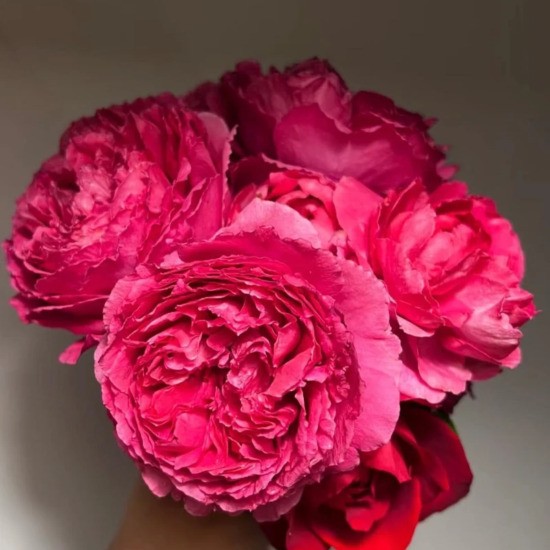 Deep Impression Rose Live Plant - Red & Pink Striped Flowers, 80 cm Tall, Repeat Blooming - Image 5