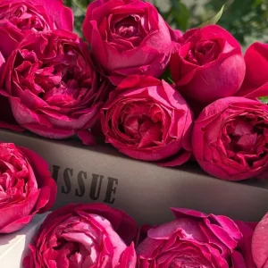 Deep Impression Rose Live Plant - Red & Pink Striped Flowers, 80 cm Tall, Repeat Blooming - Image 6