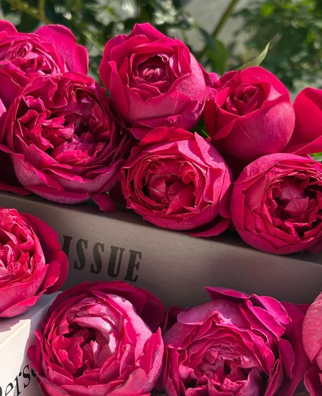 Deep Impression Rose Live Plant - Red & Pink Striped Flowers, 80 cm Tall, Repeat Blooming - Image 6